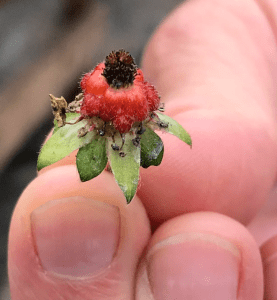Ripe strawberry plant the size of a dime coin. The plant is red and juicy at the top next to the leaves, and shriveled, dry, and brown at the tip.