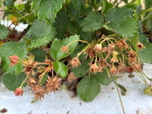 Strawberry plant with brown, dry branches with blossoms and fruit.