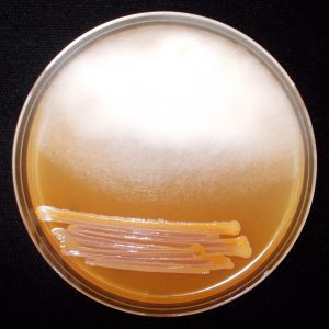 Bacteria producing a compound that inhibits fungal growth
