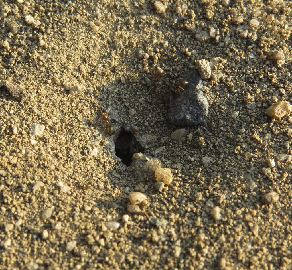 ants entering nest