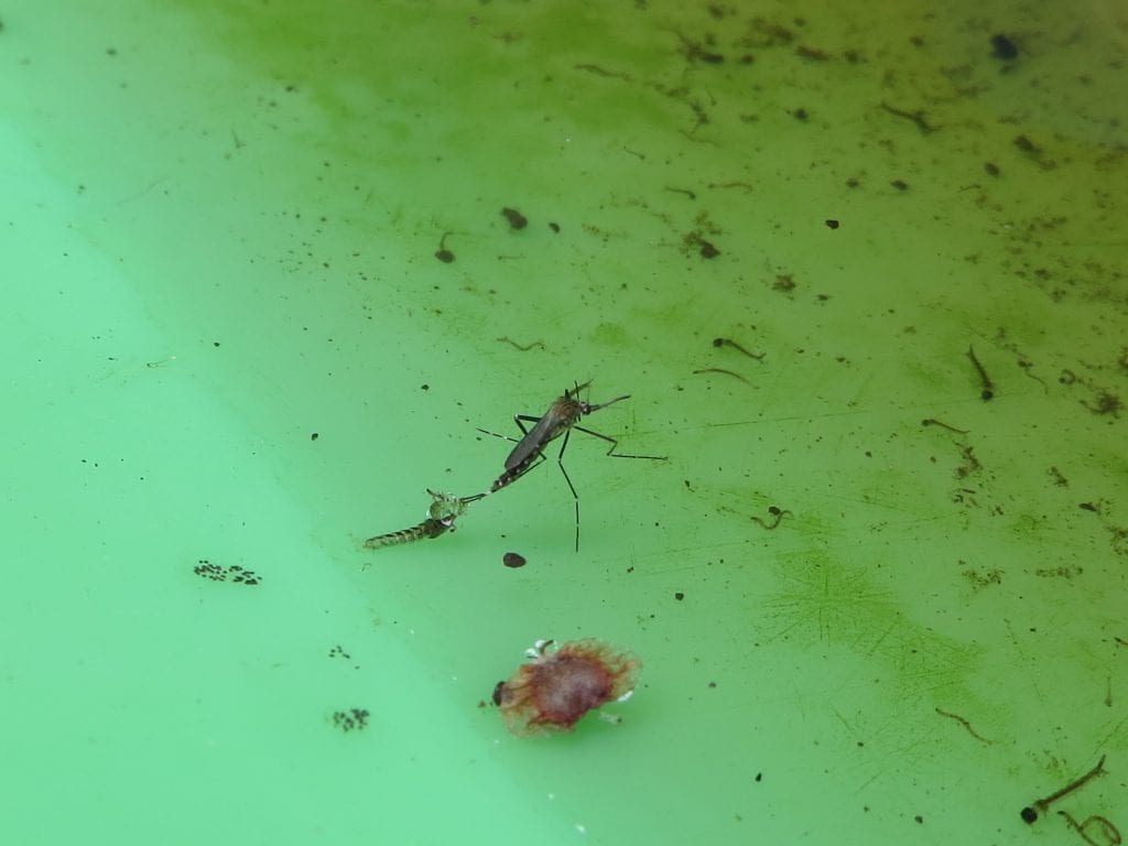 adult mosquito emerging, larvae nearby