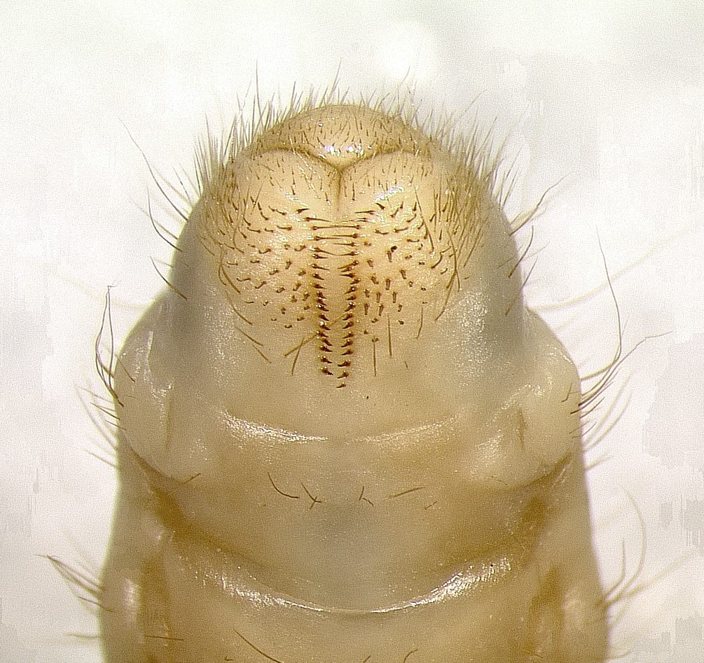 close-up picture of the rear end of a white grub, used in identification