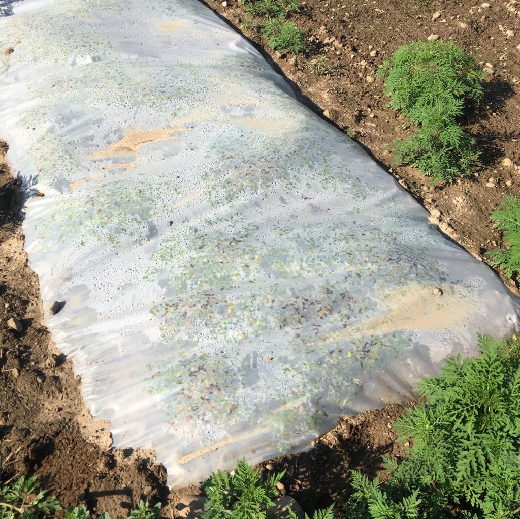 clear plastic covering a small area of soil, but with weeds (purselane) growing underneath it
