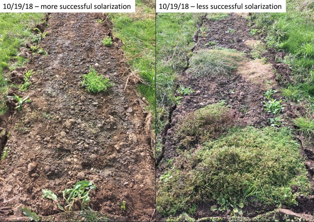 Plots of ground that had been covered with clear plastic. On the left, very few weeds grew underneath. On the right, more weeds (purselane and some grasses) grew.