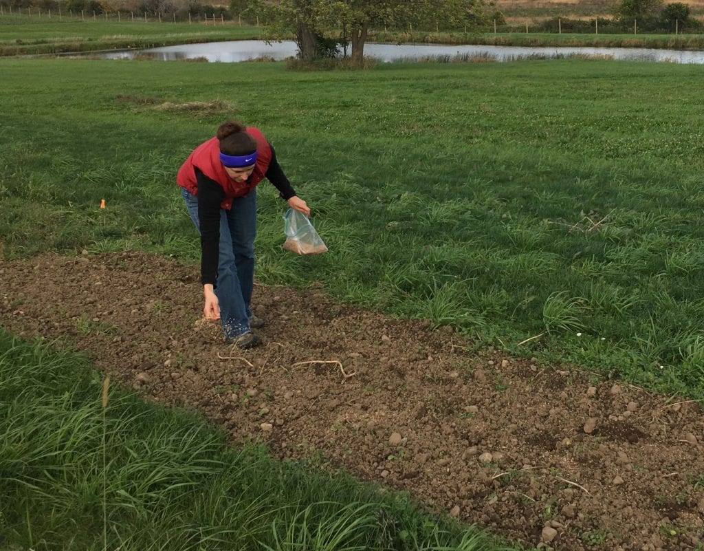 person dressed in warm clothes sprinkling seed on bare ground. There is a field and a pond in the background.