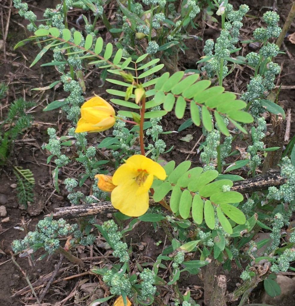 blooming yellow flower (partridge pea)