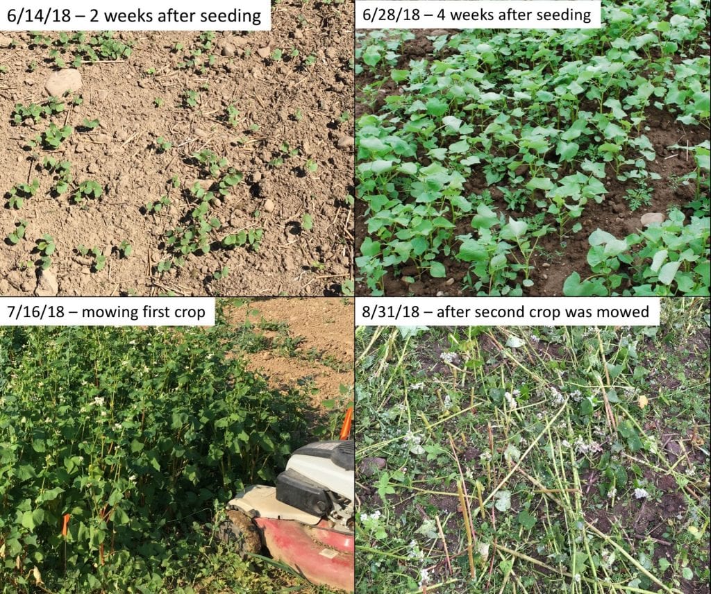 very young buckwheat seedlings in upper left, larger buckwheat seedlings in upper right, mowing mature buckwheat plants in lower left, cut buckwheat stubble in lower right