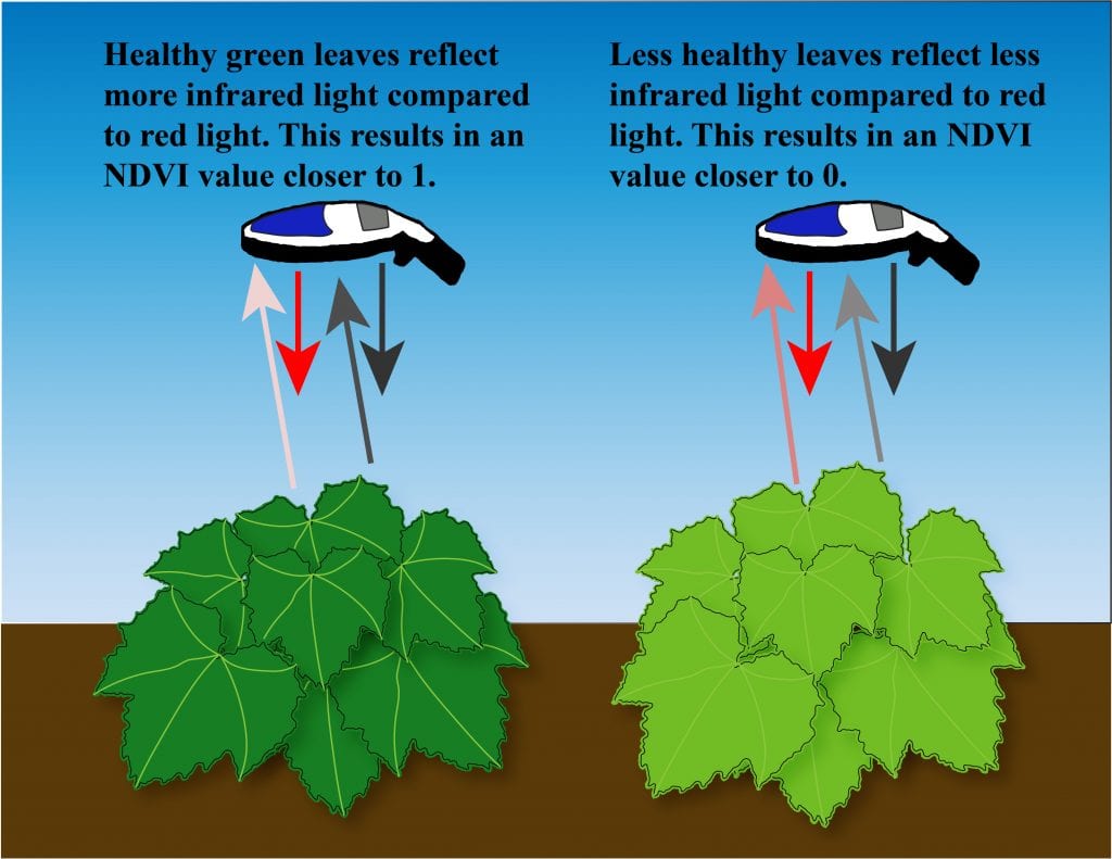 GreenSeeker device over a dark green (healthy) cucurbit plant and a light green (less healthy) cucurbit plant. Arrows show that red and infrared light are reflected differently from these two plants. NDVI values closer to 1 indicate a lot of healthy green leaves. NDVI values closer to 0 indicate less healthy (or fewer) leaves.
