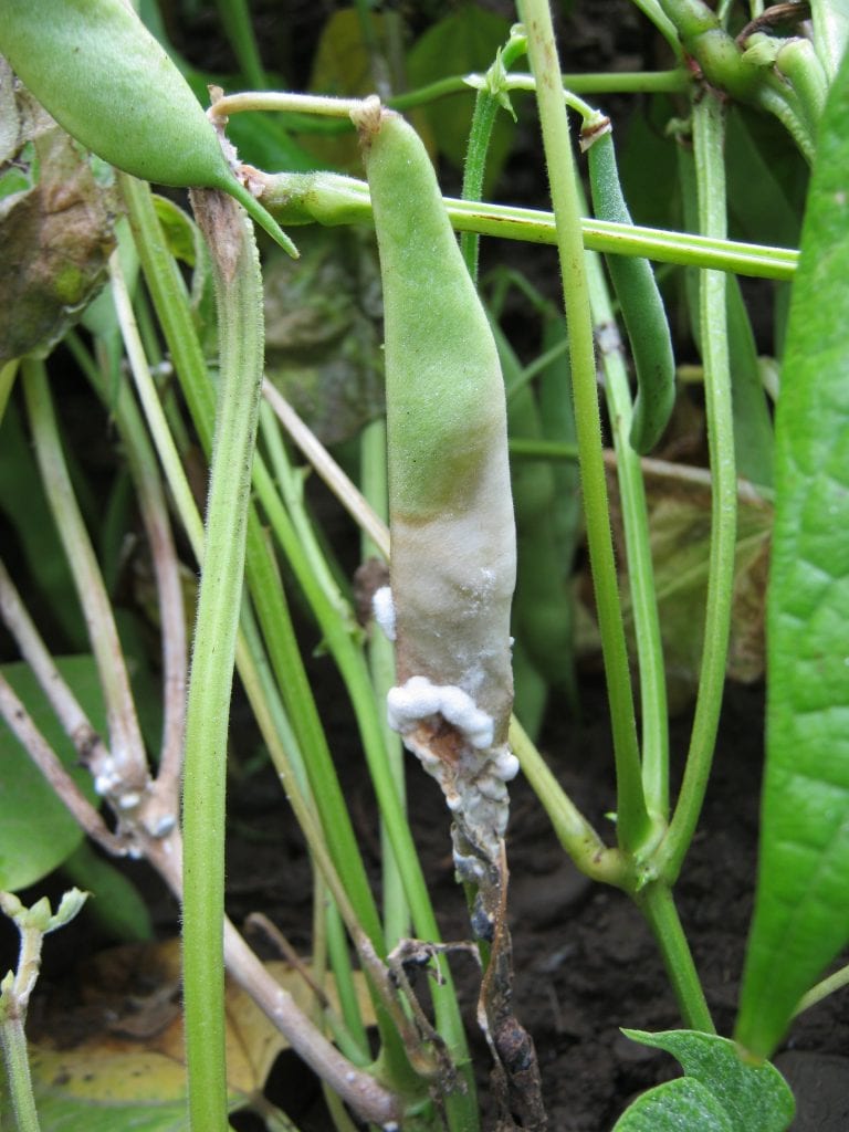 bean pod half rotted by white mold fungus