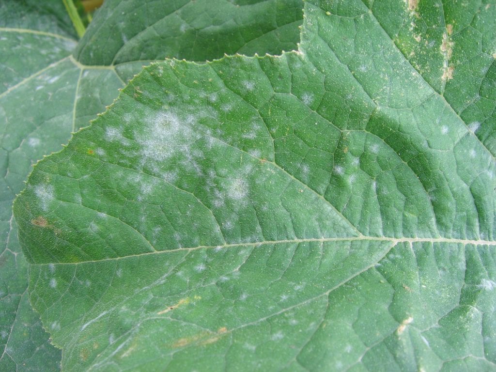 cucurbit powdery mildew on the upper side of a squash leaf