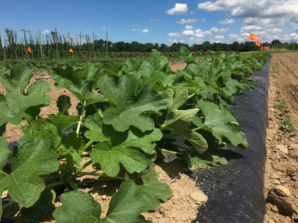 butternut squash plants grown on a black plastic-covered raised bed