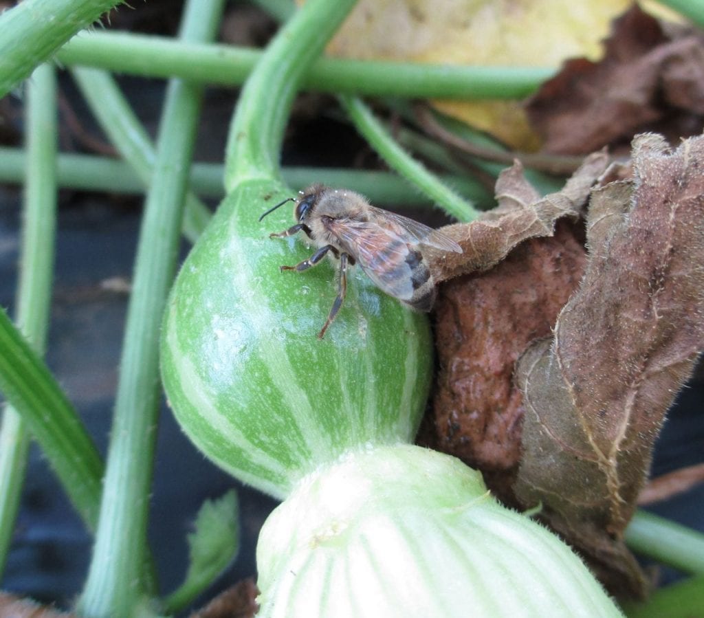 honey bee is perched on top of a young developing squash with the flower still attached