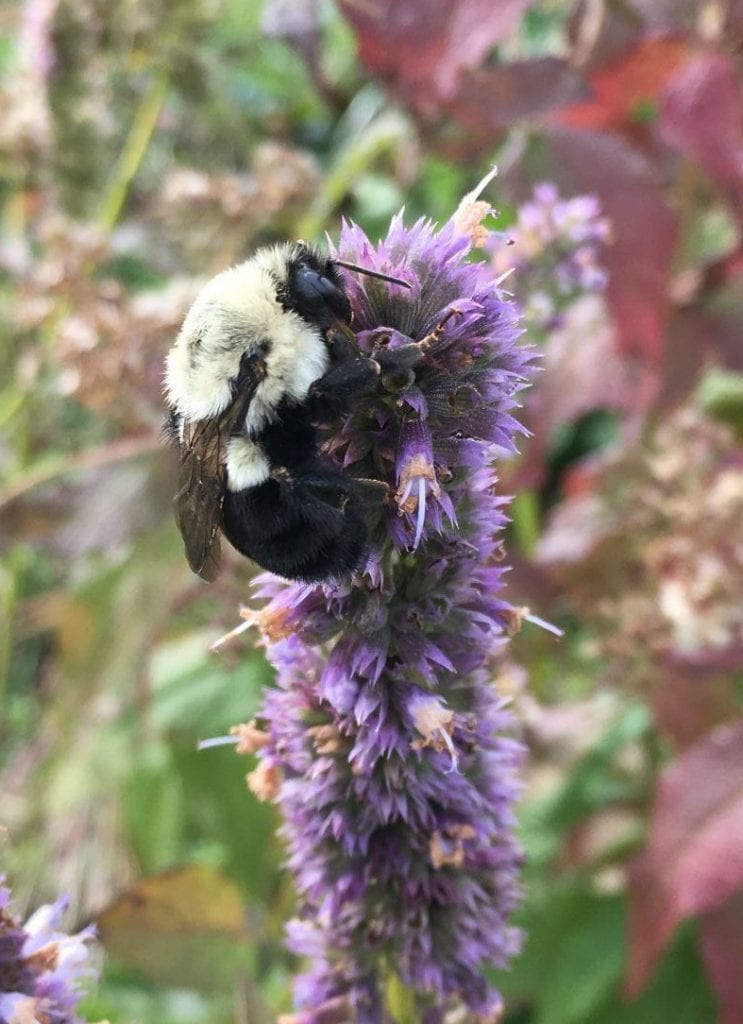 bumble bee feeding on a purple flower