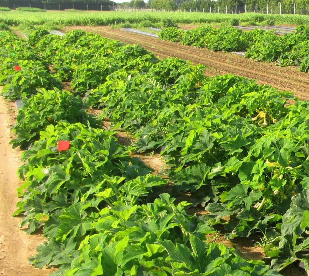 rows of healthy winter squash plants with flags