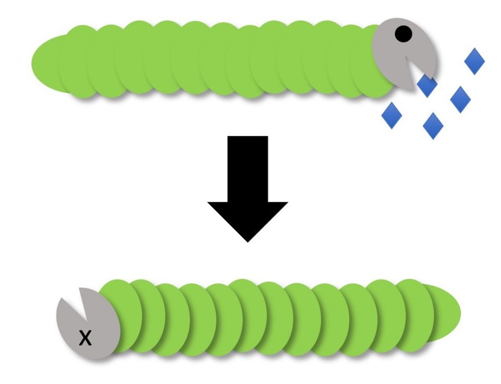 A caterpillar eats a bioinsecticides that kills by ingestion. Later, the caterpillar dies.