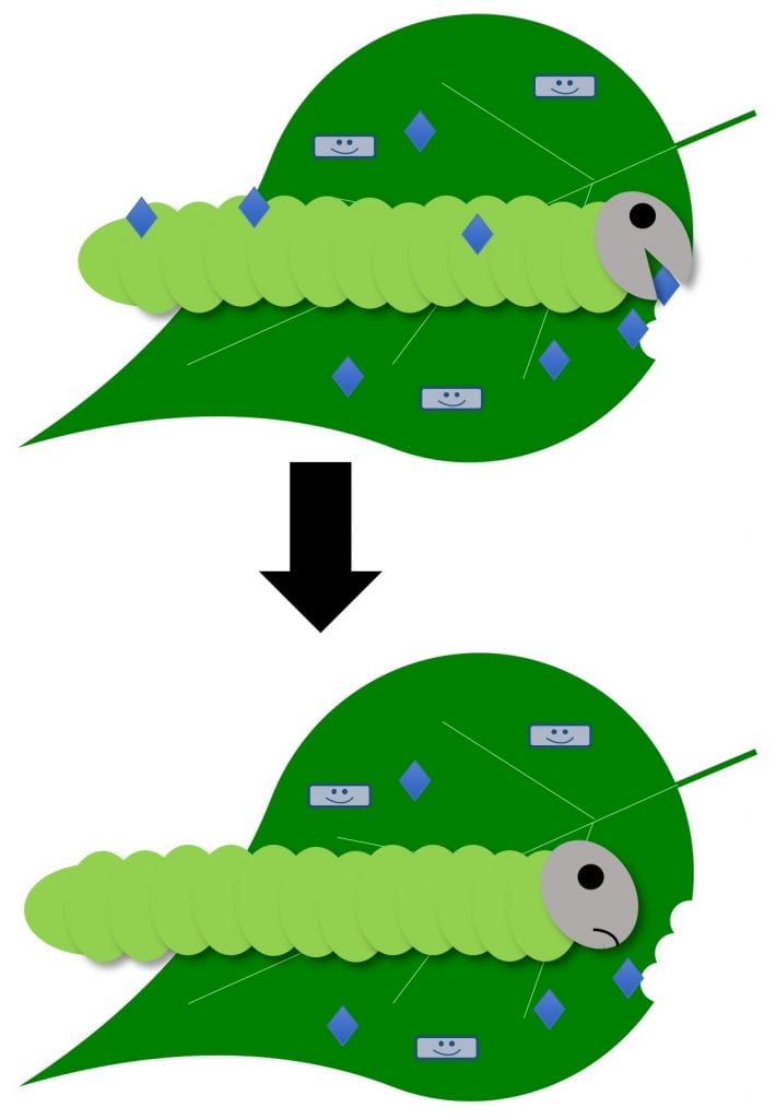 A caterpillar eats or comes in contact with a bioinsecticide that causes the caterpillar to stop feeding.