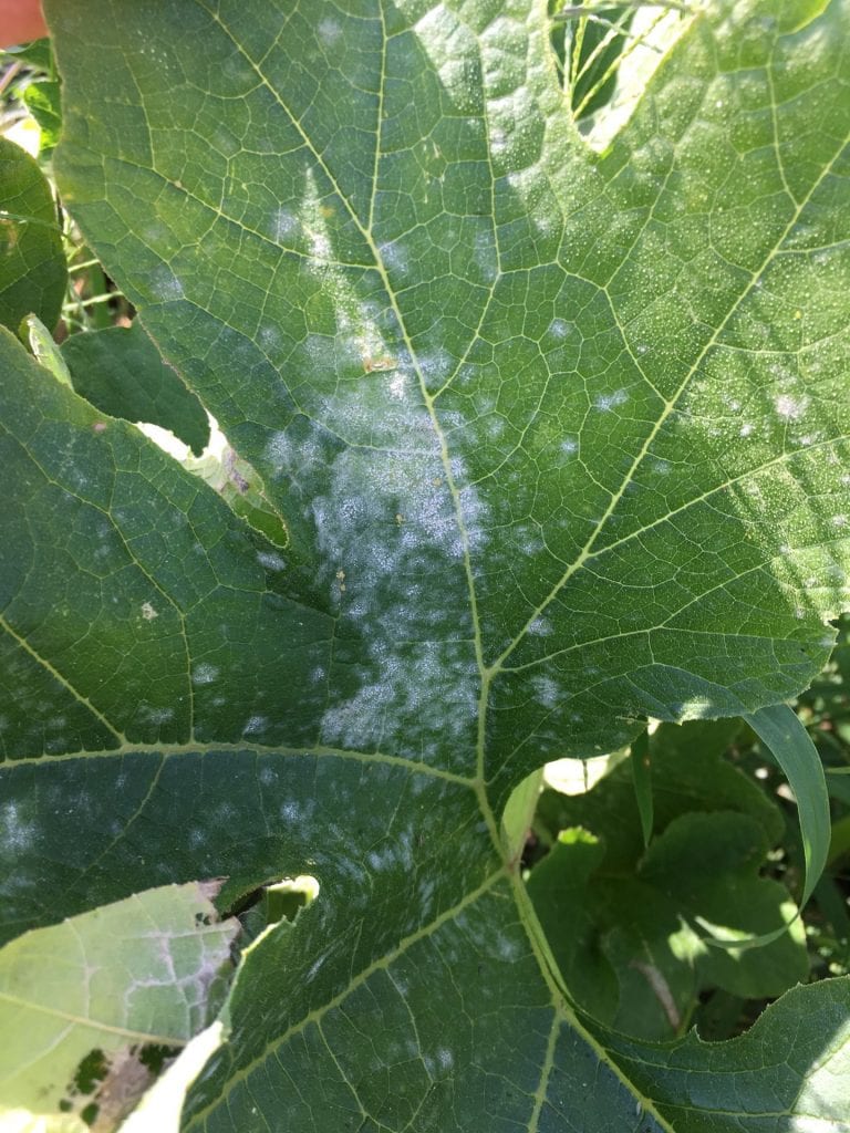 Cucurbit powdery mildew on a winter squash leaf.