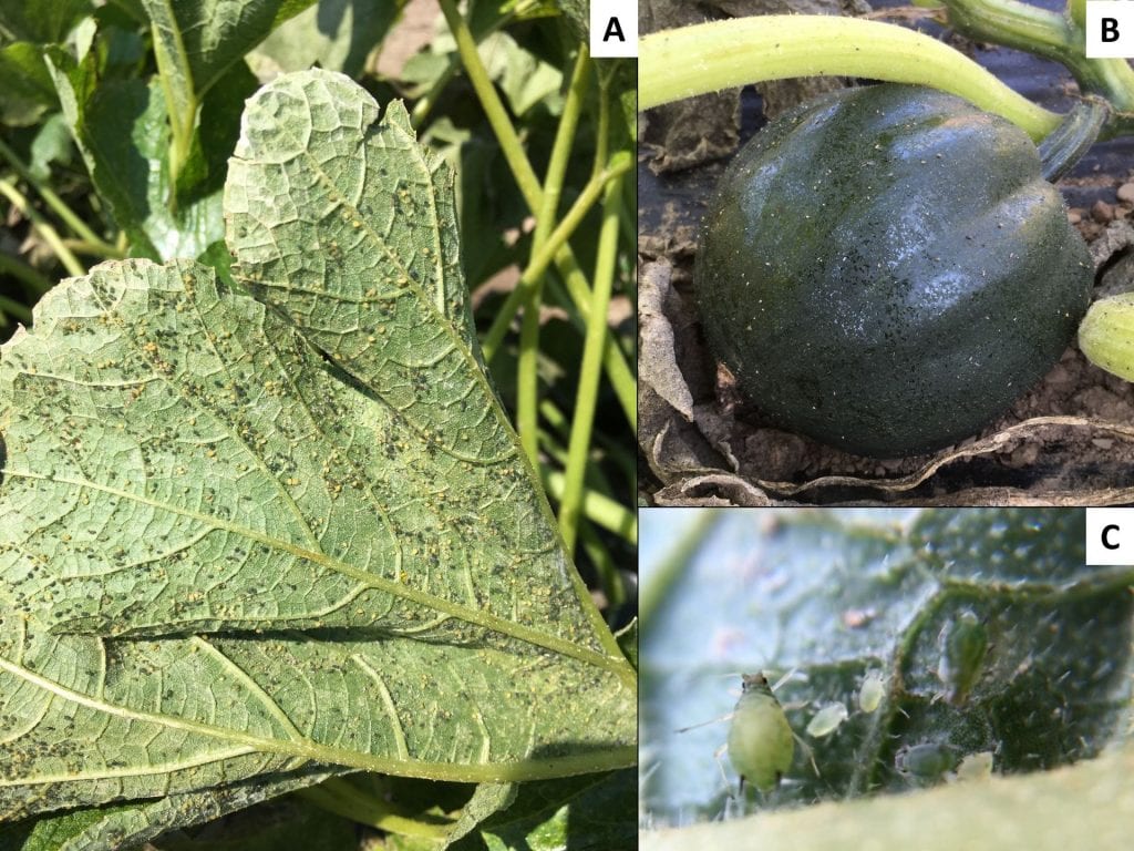 The underside of a squash leaf covered with aphids; an acorn squash fruit covered with shiny honeydew from aphids; a close-up picture of an adult aphid and some young aphids.