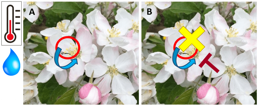 Two identical pictures of a cluster of open apple blossoms. Left photo with a red circle around the yellow floral parts (stigmas) and a blue curved arrow from this circle to the base of the flower (nectary), representing the colonization of the stigma by E. amylovora and a wetting event washing the bacteria into the plant. Right photo with the red circle and blue arrow, plus a yellow ‘X’ over the red circle, indicating protectant activity at the stigmatic surface, and a brown ‘T’ with the top facing the stigma, indicating the induction of plant defenses.