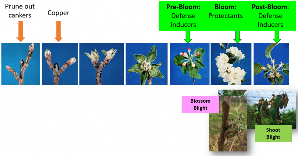 Seven pictures of apple buds in a row, depicting growth stages in chronological order: 1. dormant (closed, brown buds), 2. green tip (green leaves just starting to emerge), 3. half inch green (about ½” of green showing), 4. tight cluster (cluster of green floral buds in center of emerged leaves), 5. pink (floral buds showing pink color), 6. bloom (open blossoms), and 7. petal fall (cluster of very small fruitlets). At several stages, words are printed above indicating actions to be taken for fire blight management. At dormant “Prune out cankers”, at green tip “Copper”, at pink “Pre-bloom defense inducers”, at bloom “Protectants”, at petal fall “Post-bloom defense inducers.”