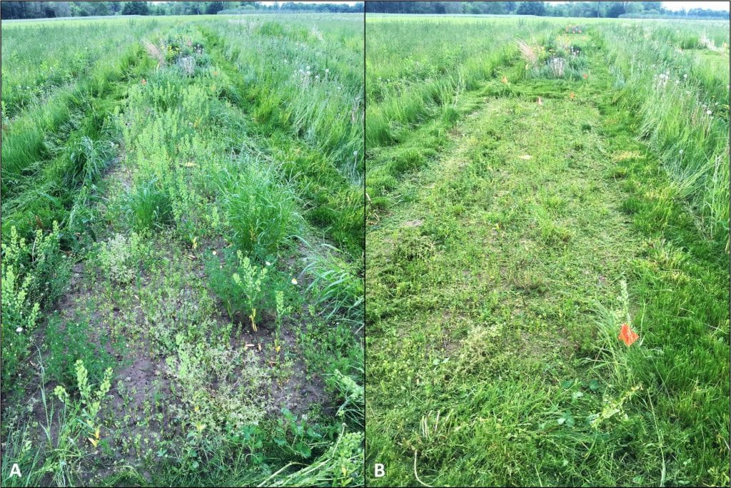 The same plot is shown in two pictures. The picture on the left has some bare ground visible and many patches of grass and broadleaf weeds. The picture on the right shows the plot after it was mowed.