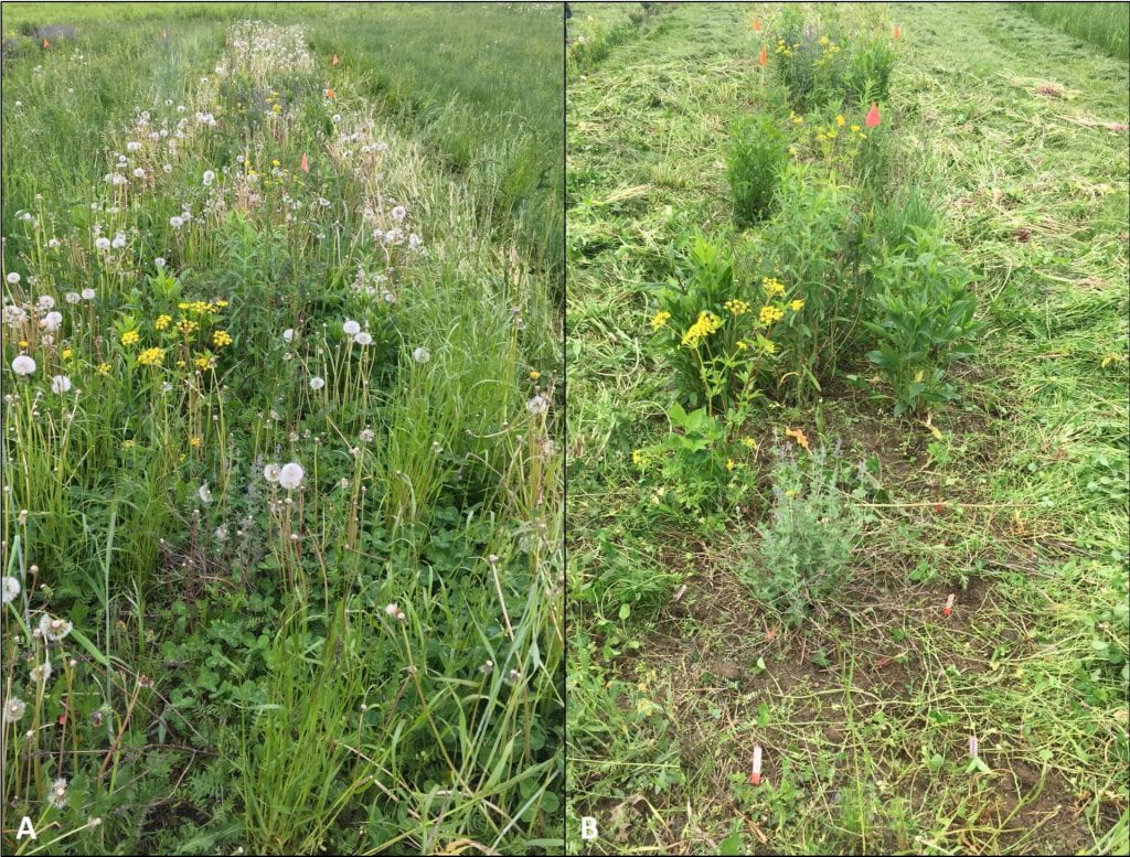 Two pictures of the same plot before (left) and after (right) weeding. The un-weeded plot has lots of dandelion seed heads and no bare ground is visible. After weeding, you can see some bare ground and it’s easier to see the wildflower plants.