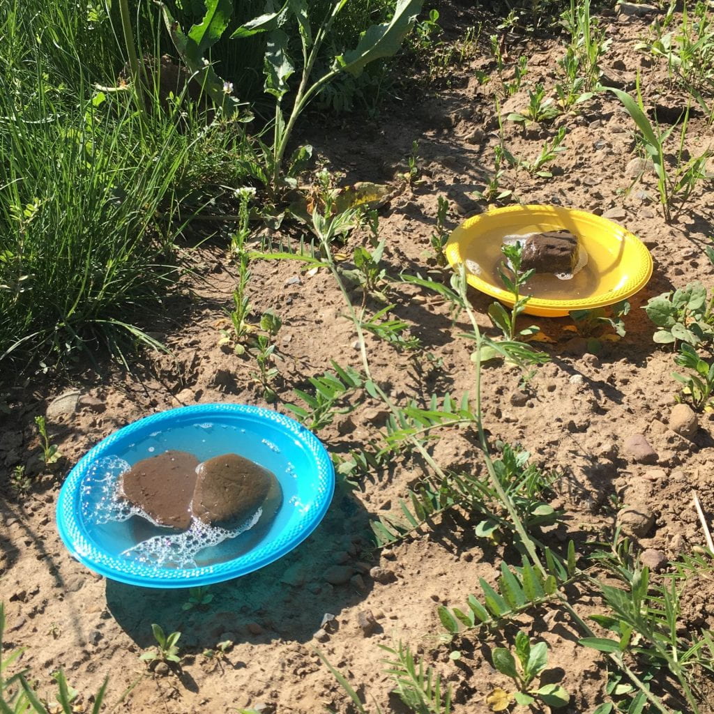 A bright blue plastic bowl and a bright yellow plastic bowl are filled with soapy water and small rocks. Both are set on bare ground with some plants growing nearby.