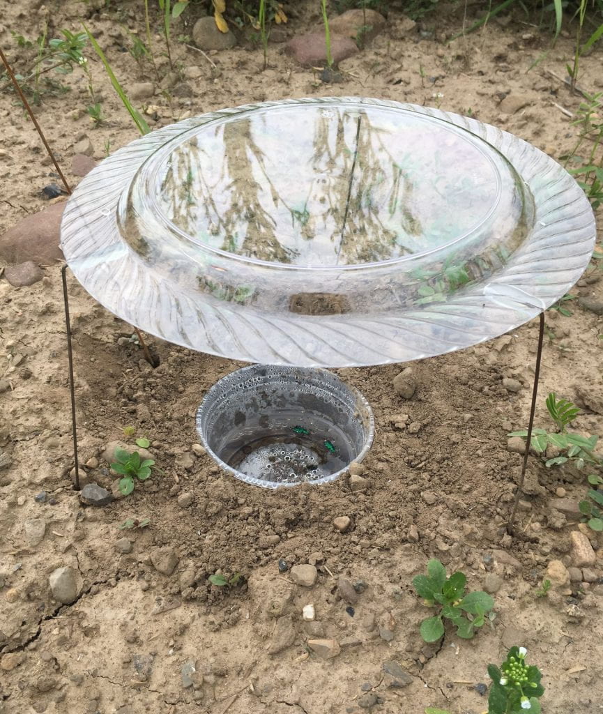 A 16-ounce plastic deli cup sunk in bare soil of a plot so that the rim is level with the ground. The cup is half-full of liquid and also has caught a few green beetles. The trap is covered by a clear plastic dinner plate held about 6 inches above the ground by wire legs.