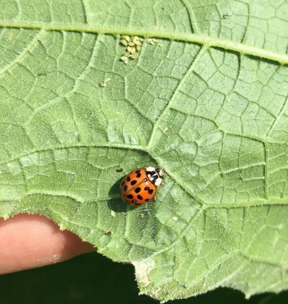 Lady beetle on a squash leaf, with a small cluster of pale green aphids nearby.