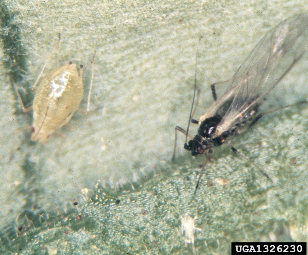 Enlarged photo of a winged (right) and non-winged (left) green peach aphid. The winged aphid is mostly black and looks very different from the pale green aphid without wings.
