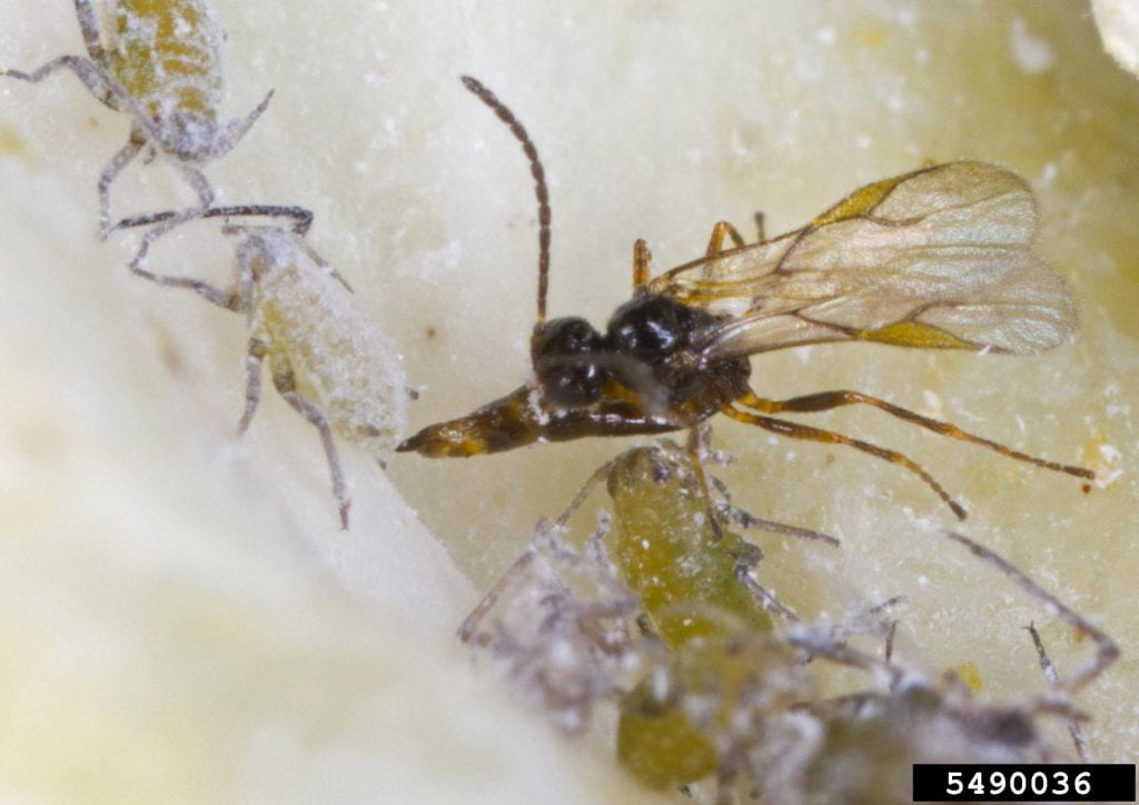 Enlarged photo of a tiny parasitoid wasp surrounded by green aphids that appear to be covered in white wax. The wasp is inserting an egg into one of the aphids.