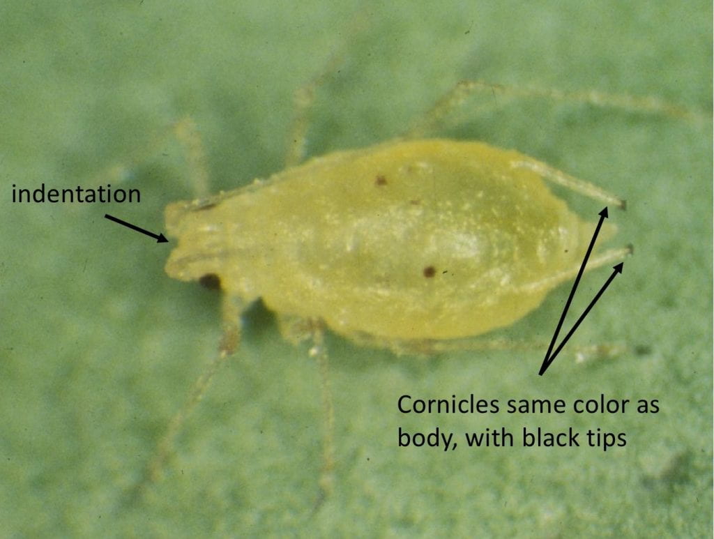 Enlarged photo of a light green, green peach aphid with identifying characteristics (indentation between antennae and cornicles that match the color of the body but with dark tips) labeled.