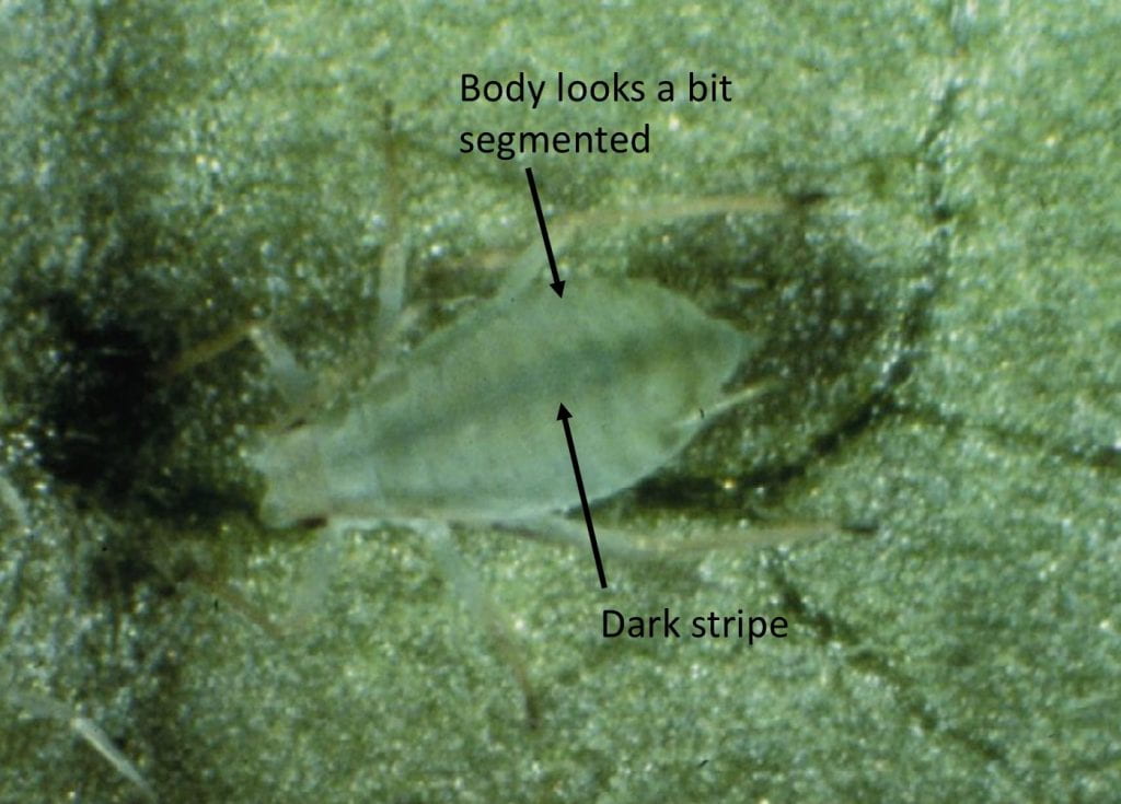 Enlarged photo of a potato aphid showing the segmented appearance and dark stripe running the length of the body.