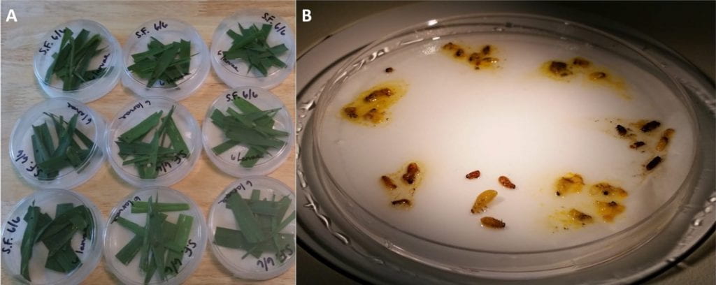 Left: Petri dishes with white filter paper and torn up leaves of oats; Right: Brown and yellow larvae of the cereal leaf beetle (some are squished) on a moist white filter paper in a petri dish