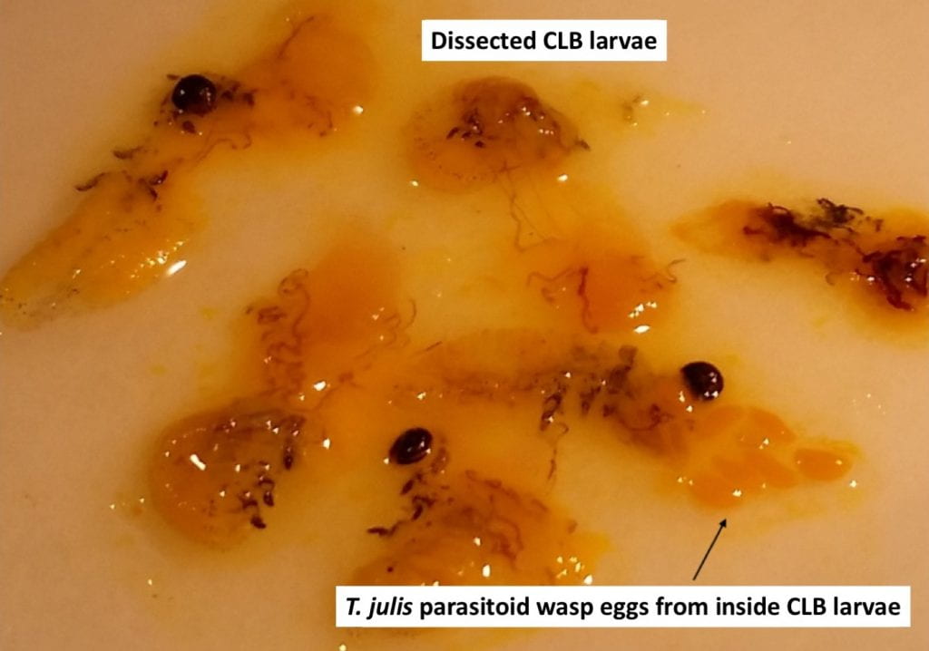 close-up image of squashed yellow larvae. Dark head capsules are still visible, and small oblong eggs of the parasitoid can be seen next to one squished larva. The picture has the following labels: Dissected CLB larvae, and T. julis parasitoid wasp eggs from inside CLB larva