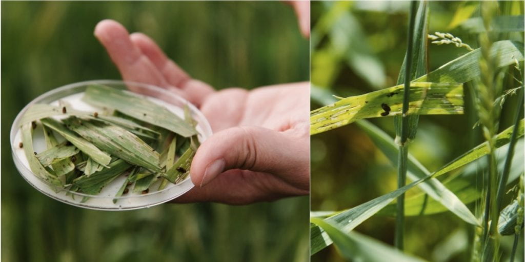 Left: Hand hold an open petri dish filled with oat leaves, cereal leaf beetle larvae, and white filter paper; Right: Small dark larvae on an oat leaf with feeding damage