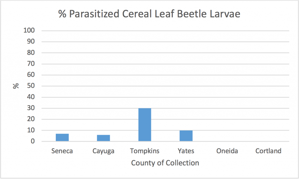 Graph shows that in Seneca County and Cayuga County only 7% and 6% (respectively) of cereal leaf beetle larvae were parasitized, while in Tompkins County the parasitism rate was 30%, and in Yates County the parasitism rate was 10% 