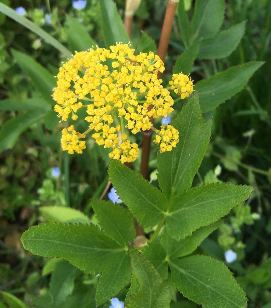 Plant whose leaves have 3 lobes (like elongated clover leaves) with toothed edges. Flower is an open cluster of tiny yellow flowers, similar to Queen Anne’s Lace.