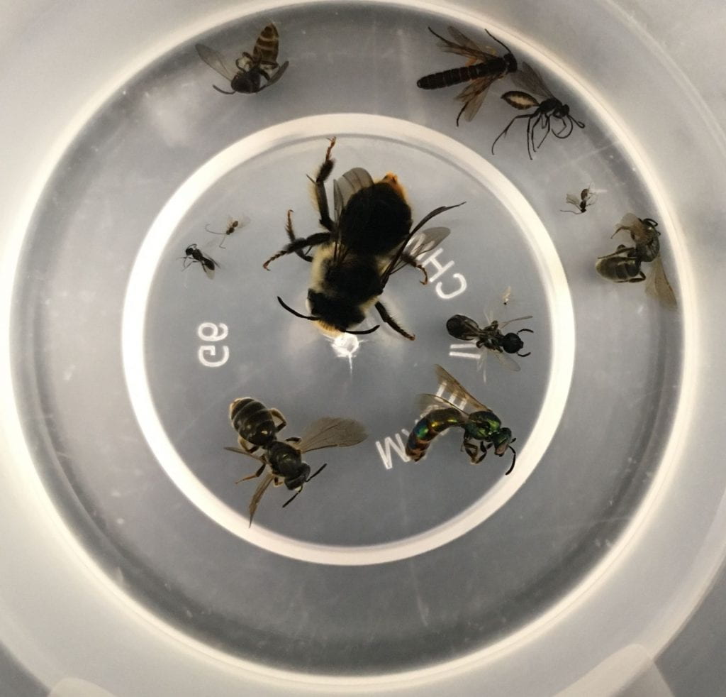 Looking down into a clear plastic cup that contains eleven different bees and wasps, ranging from a large bumble bee to tiny wasps that you can barely see.