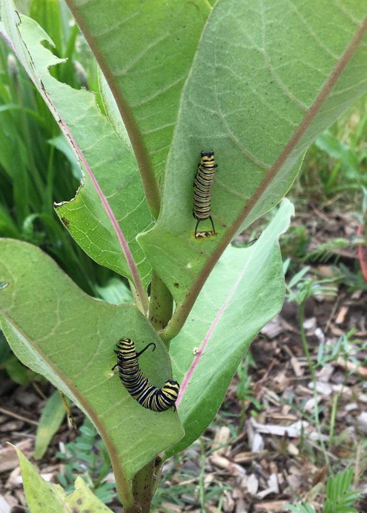 Two black, yellow, and white striped caterpillars feed on the broad green leaves of a milkweed plant.