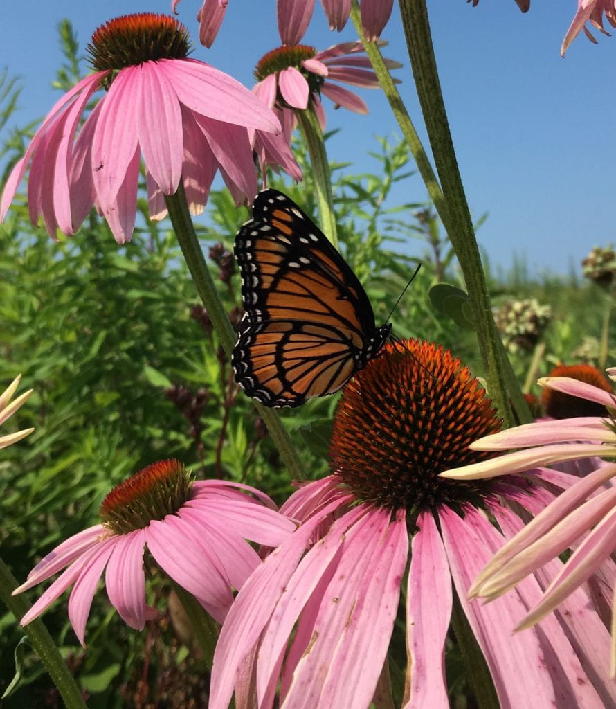 A black and orange striped butterfly visits a daisy-shaped flower with pink petals and an orange cone-shaped center.