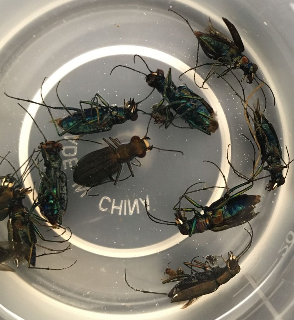 Eight beetles with eyes that bug out from the sides. They look brown when viewed from the top, but when viewed from underneath they look iridescent blue-green.