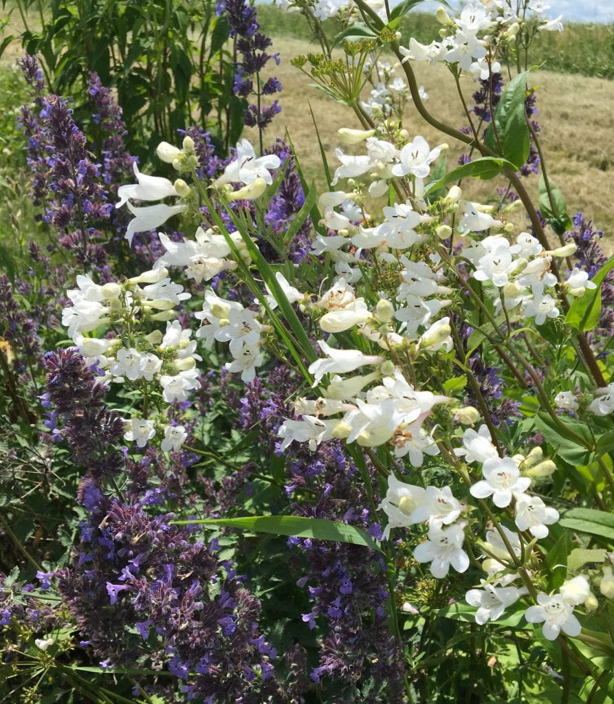 Plant stems covered in small purple flowers in the background, and plant stems covered in large white bell-shaped flowers in the foreground.