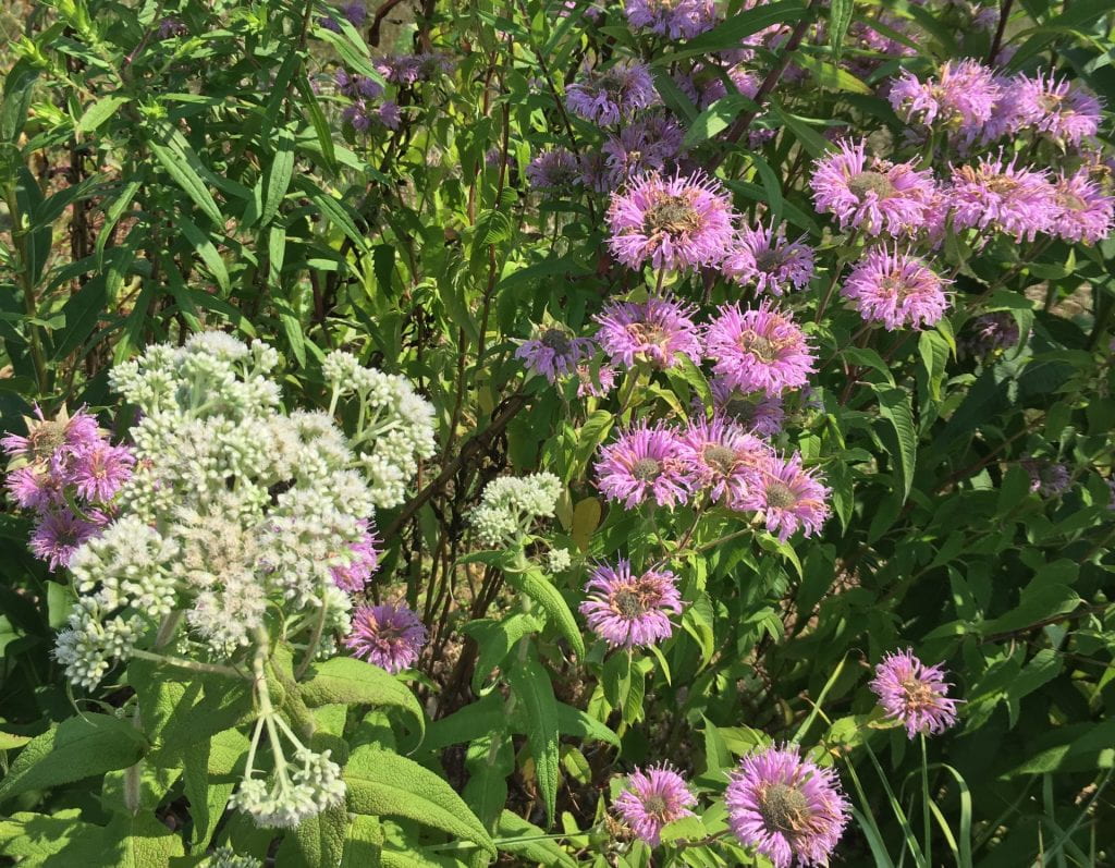 On left, an open cluster of tiny white, slightly fuzzy flowers. On the right, flowers that look like pale purple puffs at the top of the stems.