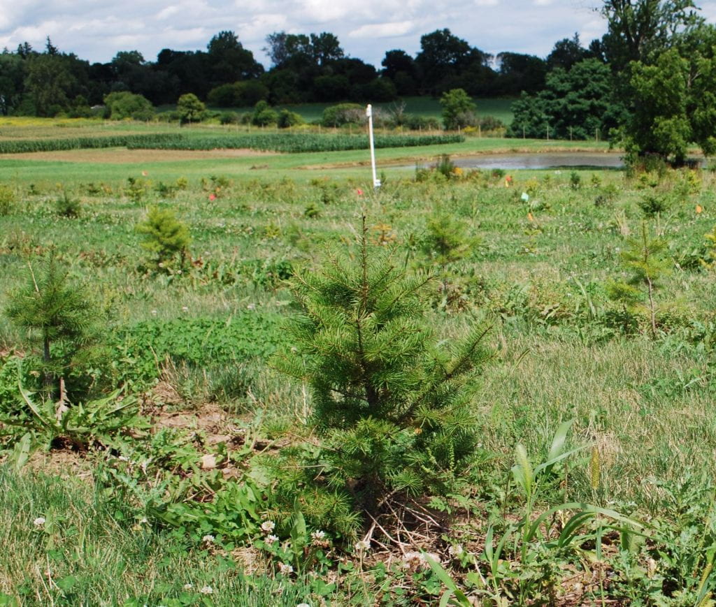 Short Christmas trees, planted in rows with grass in between. A pond, several fields, a line of trees, and a cloudy sky are in the background.