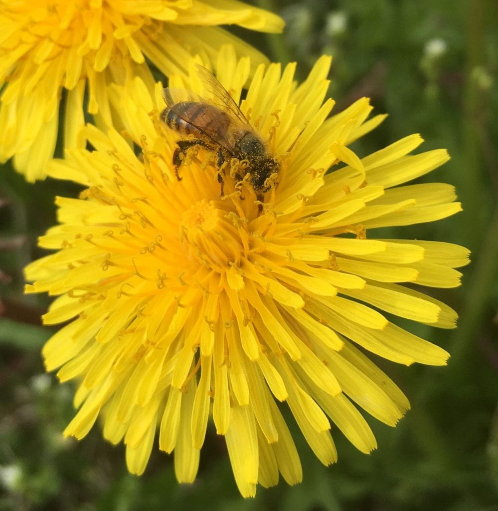 A bee already covered in fine yellow dust looks for nectar and (more) pollen in a dandelion bloom.