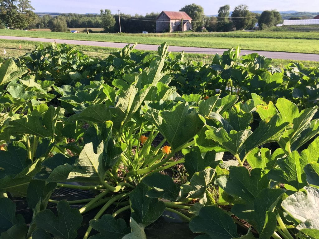 Several rows of cucurbit plants just starting to flower. In the background, you can see a road, a field, and a barn.