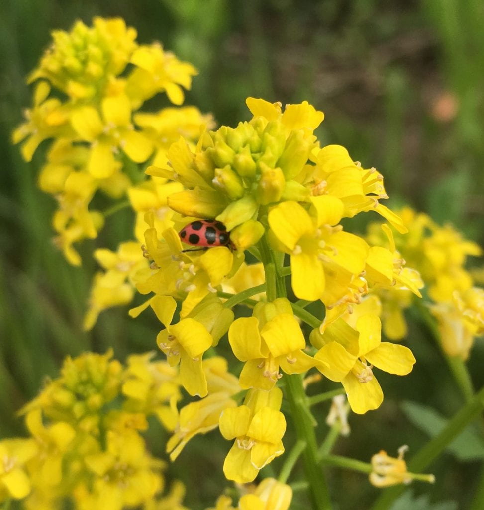 You can see the rear-end of a lady beetle (red body, with black spots) as it searches for pollen and nectar among small, bright yellow flowers.