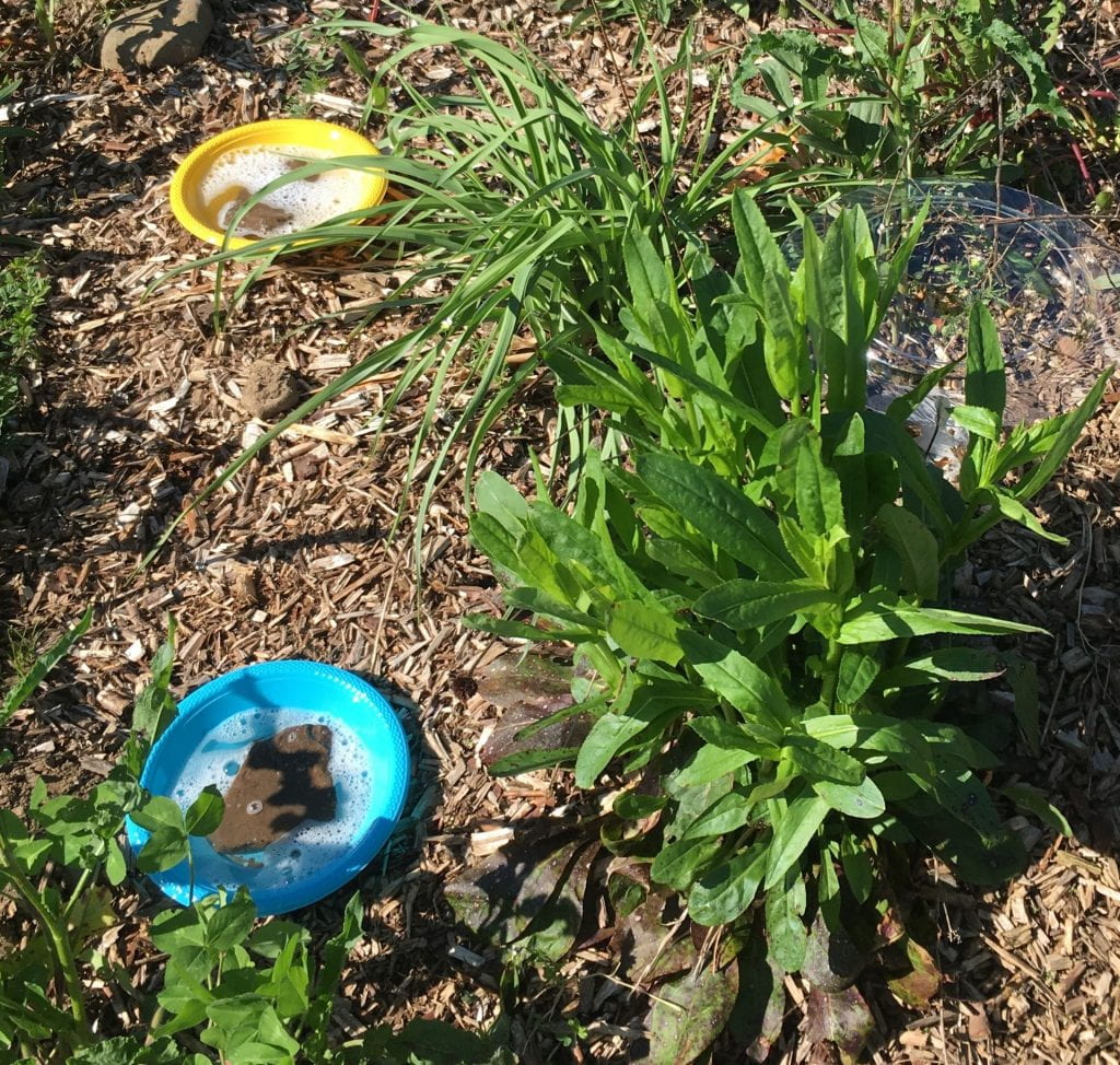One blue and one yellow bowl filled with soapy water and rocks set on ground covered with wood chip mulch. Several different types of plants are growing nearby.