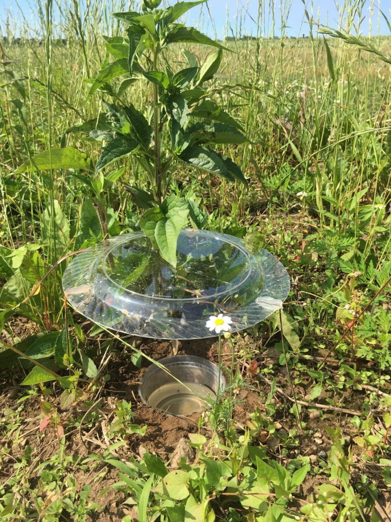 Various types of weeds and other plants grow around a spot where a deli cup is buried up to the rim in the ground. The deli cup is also full of liquid. Suspended over the deli cup on “legs” of thick wire is a clear-plastic dinner plate.